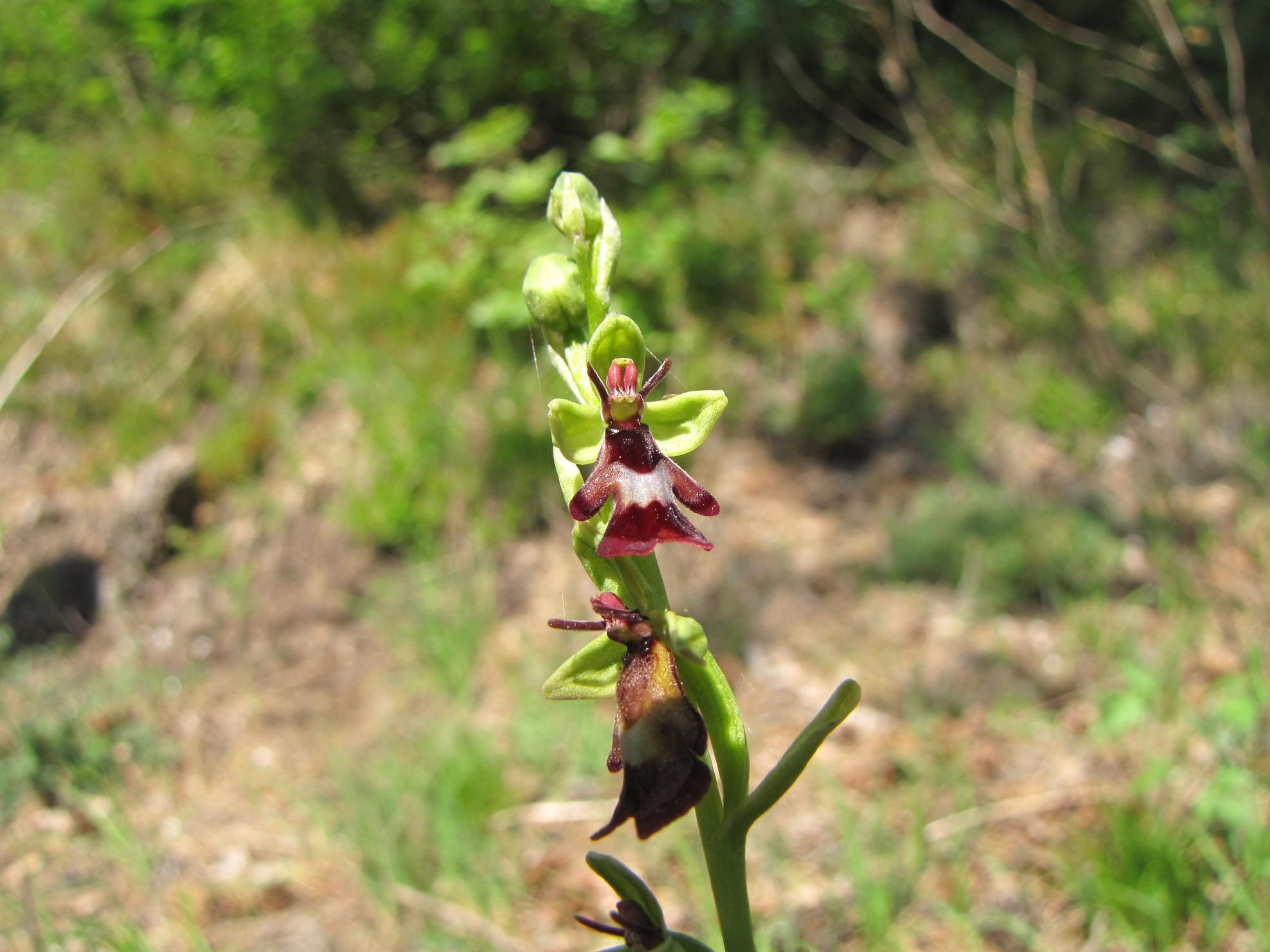 Ophrys insectifera e altro